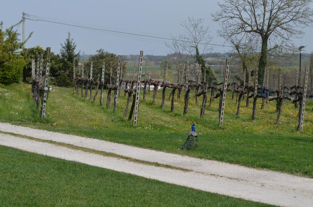 Agriturismo Dondino Cavriana Eksteriør billede